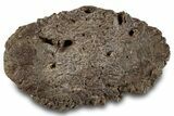 Fossil Ankylosaur Scute - Montana #280954-1